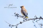Cedar Waxwing 2019 01.jpg
