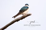 Tree Swallow 02.jpg