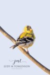 American Goldfinch 02.jpg
