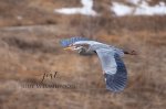 Blue Heron Flying.jpg