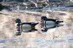 Wood Ducks at the Coves 02.jpg