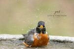 Robin Having a Bath 2019 01.jpg