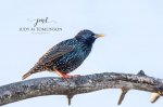 European Starling.jpg