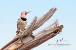 Northern Flicker 02.jpg