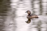 Pied-Billed Grebe 02.jpg