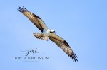 Osprey 02.jpg