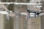 Mr & Mrs Wood Duck in the Coves.jpg