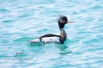 Male Red-Breasted Merganser 01.jpg
