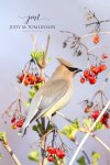 Cedar Waxwing in the Berries.jpg