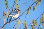 Busy Blue Jay.jpg