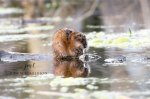 Muscrat in the Wee Pond.jpg