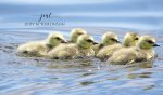 Six Little Goslings.jpg