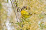 Yellow Warbler 2019 01.jpg