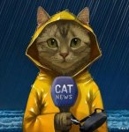 cat news.jpg