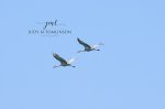 Sandhill Crane 02.jpg