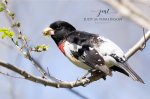 Rose-Breasted Grosbeak 2019 01.jpg