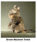 Brown Mackerel Torbie.jpg