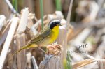 Common Yellowthroat Warbler.jpg