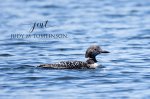 Common Loon.jpg