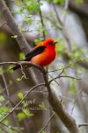 Scarlet Tanager.jpg
