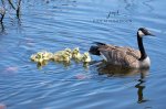 Proud Mama Goose with Babies.jpg