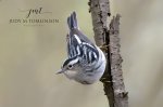 Black & White Warbler 2019 02.jpg