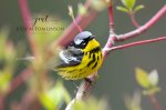 Magnolia Warbler.jpg