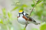 Chestnut-Sided Warbler 02.jpg