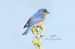 Eastern Bluebird 02.jpg