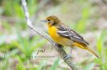 Female Baltimore Oriole 02.jpg