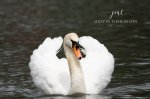 Stratford Mute Swan 2019 01.jpg