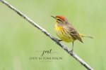 Palm Warbler 02.jpg