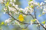 Yellow Warbler in the Blossoms.jpg