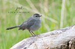 Grey Catbird 03.jpg
