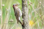 Northern Flicker 03.jpg