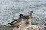 Wood Duck Couple.jpg