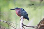 Green Heron in the Coves.jpg