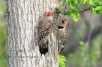 Male & Female Northern Flicker.jpg