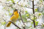 Baltimore Oriole in the Blossoms.jpg
