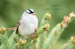 White-Crowned Sparrow 03.jpg