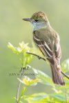 Great Crested Flycatcher 02.jpg