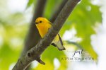 Prothonotary Warbler.jpg