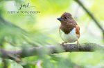Eastern Towhee.jpg