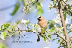 Cedar Waxwing in the Apple Blossoms.jpg