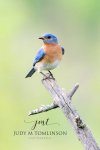 Eastern Bluebird 03.jpg