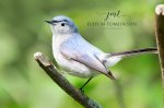 Blue-Grey Gnatcatcher.jpg