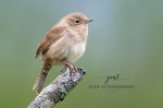 House Wren 04.jpg