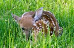 Fawn at Woodland 01.jpg