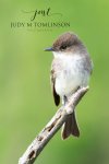 Eastern Phoebe 08.jpg