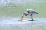 Heron Fishing 01.jpg